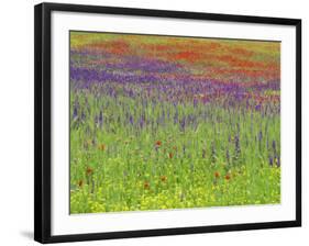 Wild Flowers in a Spring Meadow Near Valdepenas, Castile La Mancha, Spain-Michael Busselle-Framed Photographic Print