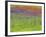 Wild Flowers in a Spring Meadow Near Valdepenas, Castile La Mancha, Spain-Michael Busselle-Framed Photographic Print