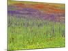 Wild Flowers in a Spring Meadow Near Valdepenas, Castile La Mancha, Spain-Michael Busselle-Mounted Photographic Print