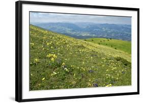 Wild flowers in bloom and horses, Mountain Acuto, Apennines, Umbria, Italy, Europe-Lorenzo Mattei-Framed Photographic Print