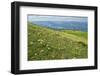 Wild flowers in bloom and horses, Mountain Acuto, Apennines, Umbria, Italy, Europe-Lorenzo Mattei-Framed Photographic Print