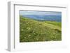 Wild flowers in bloom and horses, Mountain Acuto, Apennines, Umbria, Italy, Europe-Lorenzo Mattei-Framed Photographic Print