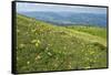Wild flowers in bloom and horses, Mountain Acuto, Apennines, Umbria, Italy, Europe-Lorenzo Mattei-Framed Stretched Canvas