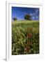 Wild Flowers in Field, Spring, Near Olvera, Andalucia, Spain-Peter Adams-Framed Photographic Print