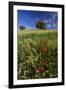 Wild Flowers in Field, Spring, Near Olvera, Andalucia, Spain-Peter Adams-Framed Photographic Print