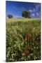 Wild Flowers in Field, Spring, Near Olvera, Andalucia, Spain-Peter Adams-Mounted Photographic Print