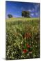 Wild Flowers in Field, Spring, Near Olvera, Andalucia, Spain-Peter Adams-Mounted Photographic Print