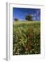 Wild Flowers in Field, Spring, Near Olvera, Andalucia, Spain-Peter Adams-Framed Photographic Print