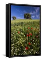 Wild Flowers in Field, Spring, Near Olvera, Andalucia, Spain-Peter Adams-Framed Stretched Canvas