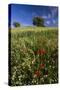 Wild Flowers in Field, Spring, Near Olvera, Andalucia, Spain-Peter Adams-Stretched Canvas