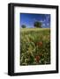 Wild Flowers in Field, Spring, Near Olvera, Andalucia, Spain-Peter Adams-Framed Photographic Print