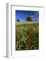 Wild Flowers in Field, Spring, Near Olvera, Andalucia, Spain-Peter Adams-Framed Photographic Print