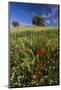 Wild Flowers in Field, Spring, Near Olvera, Andalucia, Spain-Peter Adams-Mounted Photographic Print