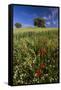 Wild Flowers in Field, Spring, Near Olvera, Andalucia, Spain-Peter Adams-Framed Stretched Canvas