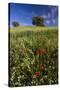 Wild Flowers in Field, Spring, Near Olvera, Andalucia, Spain-Peter Adams-Stretched Canvas