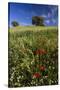Wild Flowers in Field, Spring, Near Olvera, Andalucia, Spain-Peter Adams-Stretched Canvas