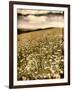 Wild Flowers in Field-Tim Kahane-Framed Photographic Print