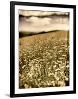 Wild Flowers in Field-Tim Kahane-Framed Photographic Print