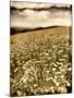 Wild Flowers in Field-Tim Kahane-Mounted Photographic Print