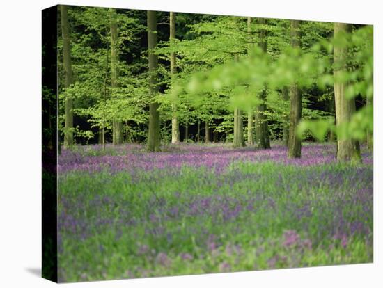 Wild Flowers in Spring, 100 Acres, Forest of Bere, Hampshire, England, United Kingdom, Europe-Legate Jane-Stretched Canvas