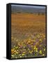 Wild Flowers in Spring, Namaqaland Hills, Cape Province, South Africa-Anthony Waltham-Framed Stretched Canvas