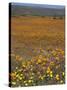 Wild Flowers in Spring, Namaqaland Hills, Cape Province, South Africa-Anthony Waltham-Stretched Canvas