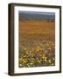 Wild Flowers in Spring, Namaqaland Hills, Cape Province, South Africa-Anthony Waltham-Framed Photographic Print