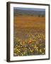 Wild Flowers in Spring, Namaqaland Hills, Cape Province, South Africa-Anthony Waltham-Framed Photographic Print