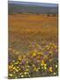 Wild Flowers in Spring, Namaqaland Hills, Cape Province, South Africa-Anthony Waltham-Mounted Photographic Print