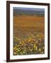 Wild Flowers in Spring, Namaqaland Hills, Cape Province, South Africa-Anthony Waltham-Framed Photographic Print