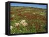 Wild Flowers Including Poppies in a Field in the Jordan Valley, Israel, Middle East-Simanor Eitan-Framed Stretched Canvas