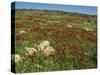 Wild Flowers Including Poppies in a Field in the Jordan Valley, Israel, Middle East-Simanor Eitan-Stretched Canvas