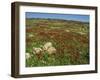 Wild Flowers Including Poppies in a Field in the Jordan Valley, Israel, Middle East-Simanor Eitan-Framed Photographic Print
