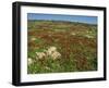 Wild Flowers Including Poppies in a Field in the Jordan Valley, Israel, Middle East-Simanor Eitan-Framed Photographic Print