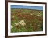 Wild Flowers Including Poppies in a Field in the Jordan Valley, Israel, Middle East-Simanor Eitan-Framed Photographic Print