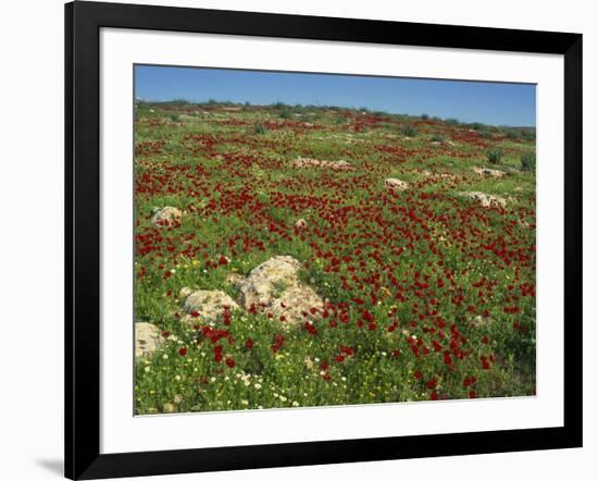 Wild Flowers Including Poppies in a Field in the Jordan Valley, Israel, Middle East-Simanor Eitan-Framed Photographic Print