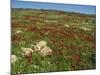 Wild Flowers Including Poppies in a Field in the Jordan Valley, Israel, Middle East-Simanor Eitan-Mounted Photographic Print