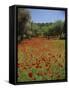 Wild Flowers Including Poppies in a Grove of Trees, Rhodes, Dodecanese, Greek Islands, Greece-Miller John-Framed Stretched Canvas