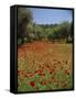 Wild Flowers Including Poppies in a Grove of Trees, Rhodes, Dodecanese, Greek Islands, Greece-Miller John-Framed Stretched Canvas