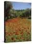 Wild Flowers Including Poppies in a Grove of Trees, Rhodes, Dodecanese, Greek Islands, Greece-Miller John-Stretched Canvas