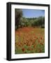 Wild Flowers Including Poppies in a Grove of Trees, Rhodes, Dodecanese, Greek Islands, Greece-Miller John-Framed Photographic Print