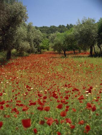 https://imgc.allpostersimages.com/img/posters/wild-flowers-including-poppies-in-a-grove-of-trees-rhodes-dodecanese-greek-islands-greece_u-L-P7S0GC0.jpg?artPerspective=n