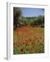 Wild Flowers Including Poppies in a Grove of Trees, Rhodes, Dodecanese, Greek Islands, Greece-Miller John-Framed Photographic Print