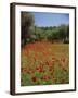 Wild Flowers Including Poppies in a Grove of Trees, Rhodes, Dodecanese, Greek Islands, Greece-Miller John-Framed Photographic Print