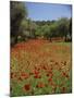Wild Flowers Including Poppies in a Grove of Trees, Rhodes, Dodecanese, Greek Islands, Greece-Miller John-Mounted Photographic Print