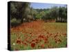 Wild Flowers Including Poppies in a Grove of Trees, Rhodes, Dodecanese, Greek Islands, Greece-Miller John-Stretched Canvas