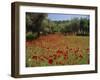 Wild Flowers Including Poppies in a Grove of Trees, Rhodes, Dodecanese, Greek Islands, Greece-Miller John-Framed Photographic Print