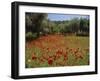 Wild Flowers Including Poppies in a Grove of Trees, Rhodes, Dodecanese, Greek Islands, Greece-Miller John-Framed Photographic Print