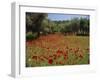 Wild Flowers Including Poppies in a Grove of Trees, Rhodes, Dodecanese, Greek Islands, Greece-Miller John-Framed Photographic Print