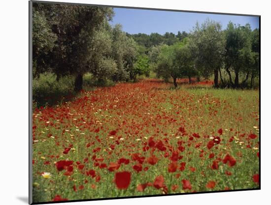 Wild Flowers Including Poppies in a Grove of Trees, Rhodes, Dodecanese, Greek Islands, Greece-Miller John-Mounted Photographic Print